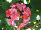 DSC04436