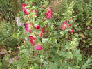 DSCF4018