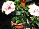 Picture My plants 4215