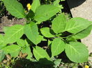 Brugmansia galbena