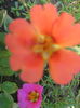 Picture My plants 4196