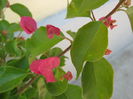 Picture My plants 4203