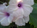 SAM_7349
