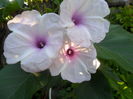 SAM_7351