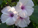 SAM_7352