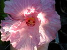 SAM_7357