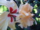 SAM_7339