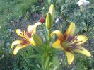 BUMBLEBEE