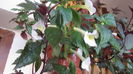 Peach Festival