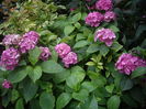 hortensie