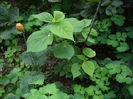 hibiscus moscheutos