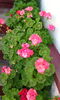 IMG_20150705_083957[1]