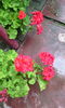 IMG_20150709_172852[1]