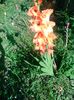 IMG_20150711_172211