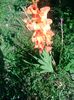 IMG_20150711_172206