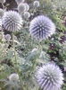 echinops ritro