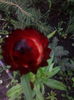IMG_20150710_201052