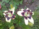Lilium Netty's Pride