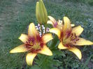 BUMBLEBEE