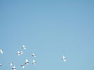 Picture 6746