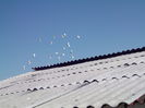 Picture 6753