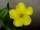 Dipladenia (Yellow Mandevilla)