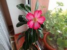 adenium