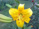 Lilium_leichtlinii_
