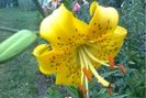Lilium_leichtlinii_