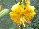 Lilium_leichtlinii_