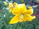 Lilium_leichtlinii_