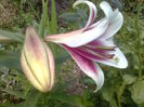 TRIUMPHATOR