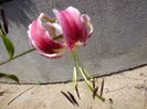 DSC08685