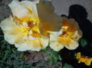 DSC08672