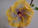 DSC08600