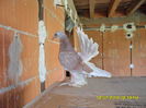 SAM_3593