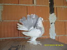 SAM_3595