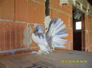 SAM_3597