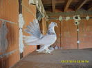 SAM_3599