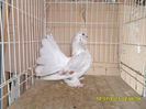 SAM_3619