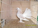 SAM_3620