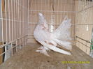 SAM_3622