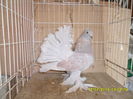 SAM_3632