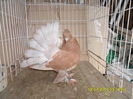SAM_3638