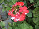 DSC04443