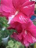 DSC04447