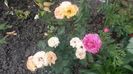 pepito si ranunculus