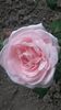 Splendida floare de ...Nahema !