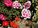DSC02489