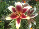 RED DUTCH
